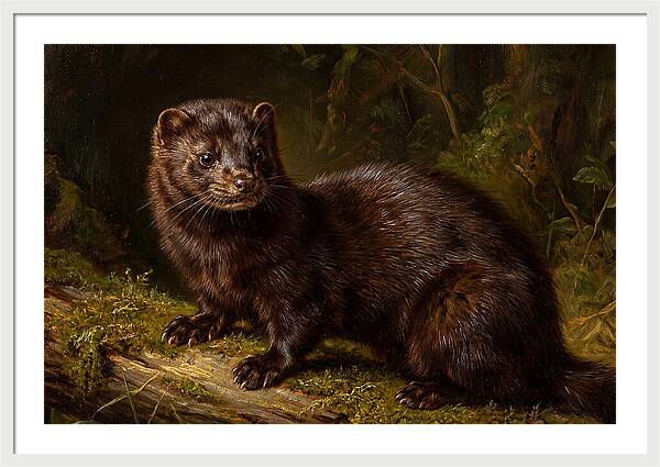 Mink In Natural Habitat