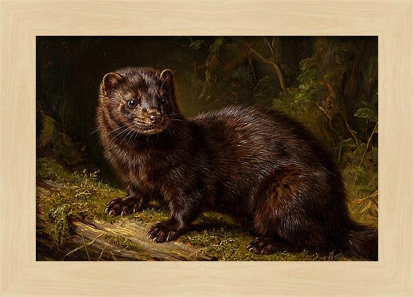 Mink In Natural Habitat