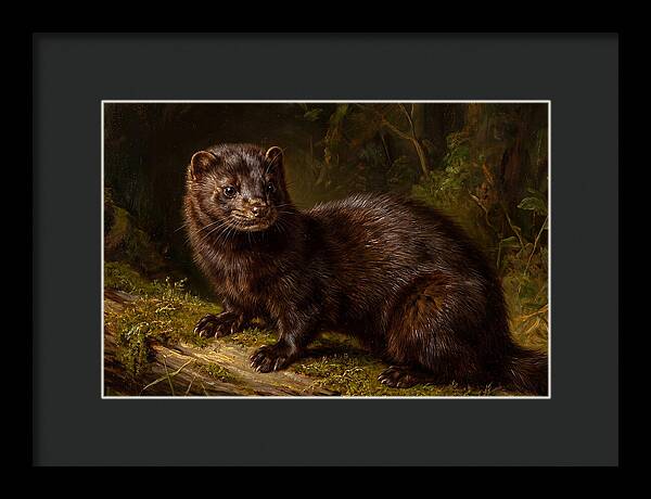 Mink In Natural Habitat