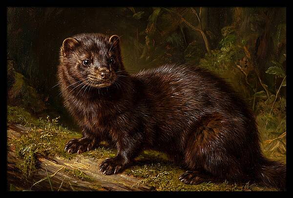 Mink In Natural Habitat