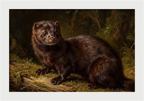 Mink In Natural Habitat