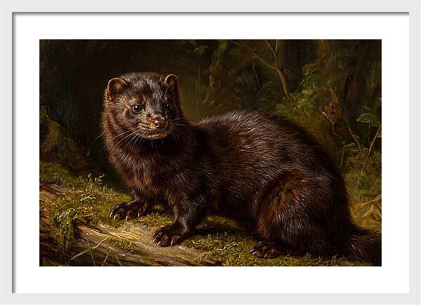 Mink In Natural Habitat