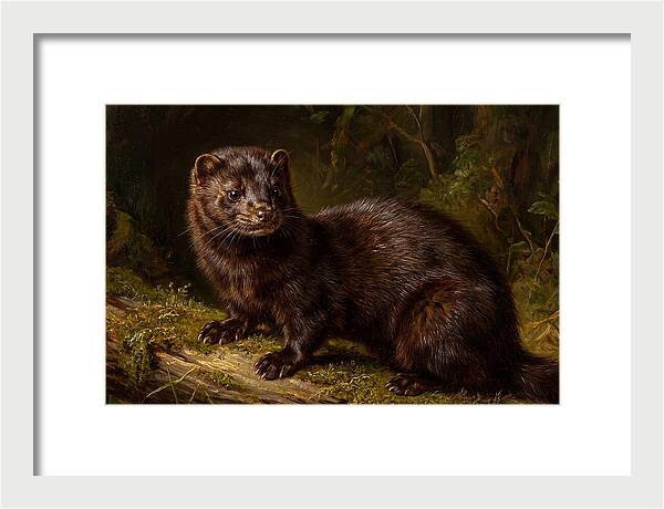 Mink In Natural Habitat
