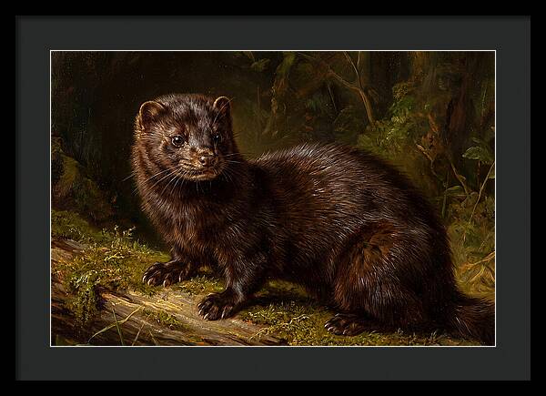 Mink In Natural Habitat