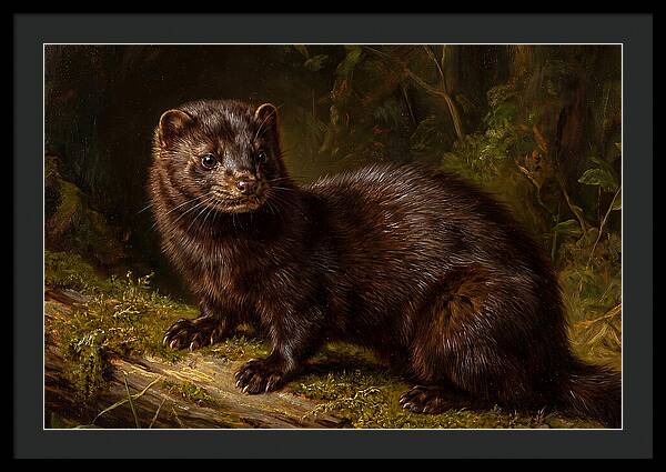 Mink In Natural Habitat