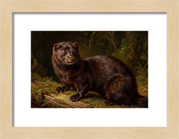 Mink In Natural Habitat