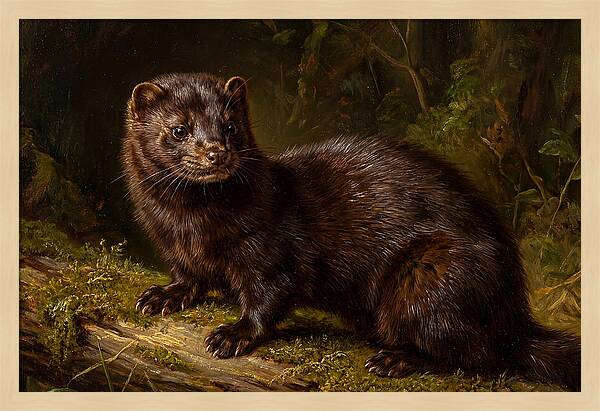 Mink In Natural Habitat