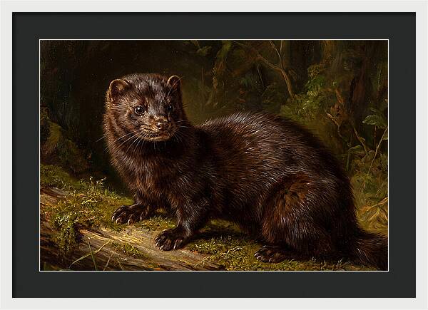 Mink In Natural Habitat