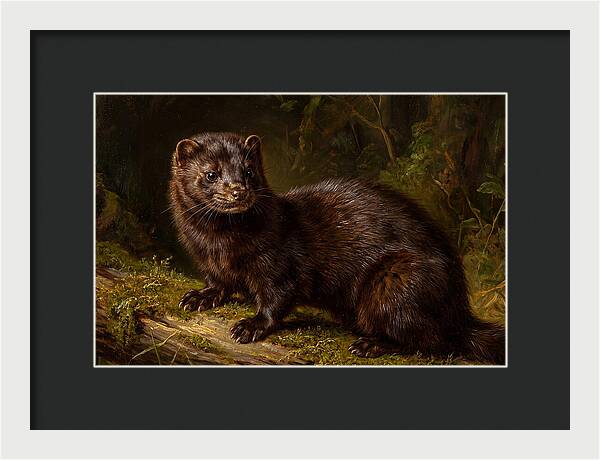 Mink In Natural Habitat