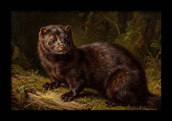 Mink In Natural Habitat