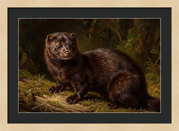 Mink In Natural Habitat