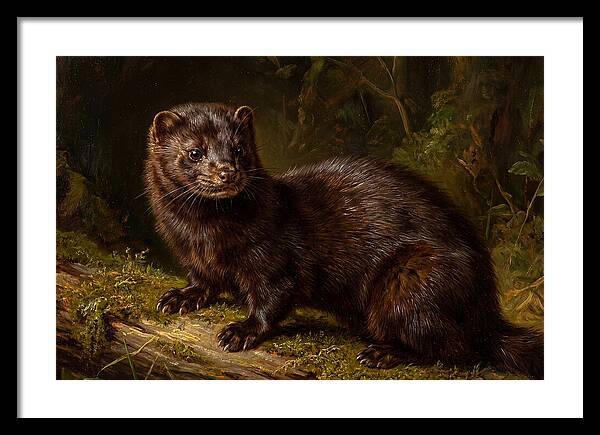 Mink In Natural Habitat