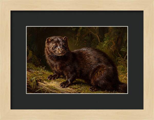 Mink In Natural Habitat