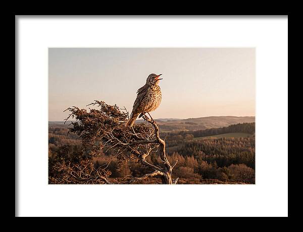 Mistle Thrush Singing At Dusk