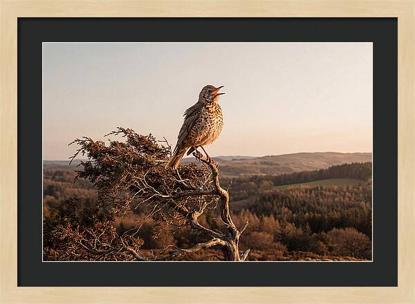 Mistle Thrush Singing At Dusk