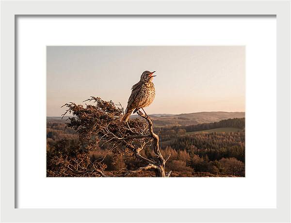 Mistle Thrush Singing At Dusk