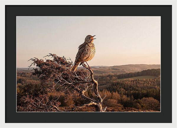 Mistle Thrush Singing At Dusk