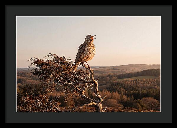 Mistle Thrush Singing At Dusk