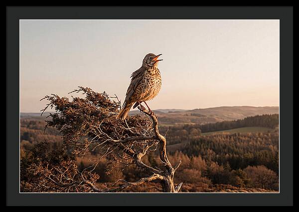 Mistle Thrush Singing At Dusk