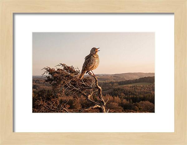 Mistle Thrush Singing At Dusk