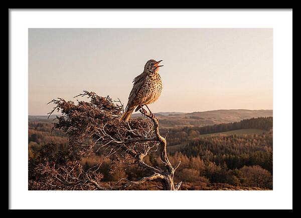 Mistle Thrush Singing At Dusk