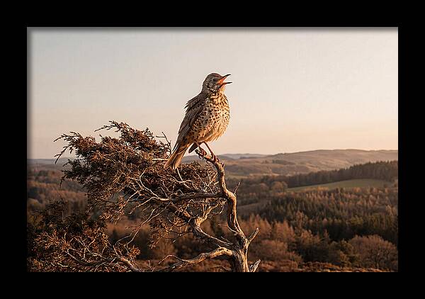 Mistle Thrush Singing At Dusk