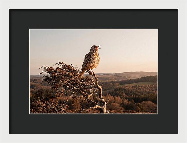Mistle Thrush Singing At Dusk