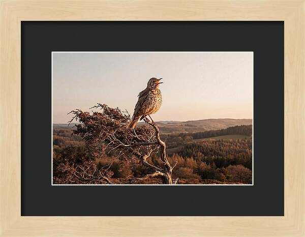 Mistle Thrush Singing At Dusk