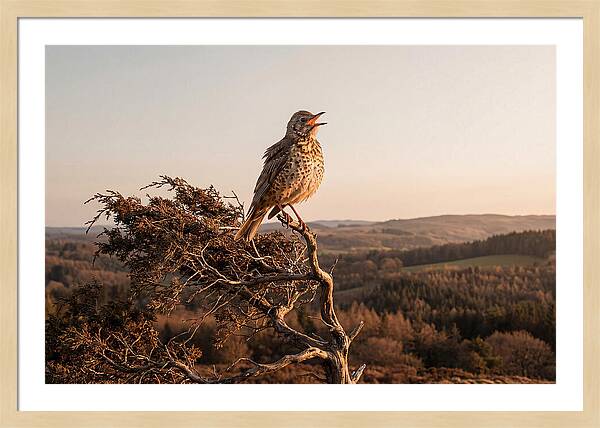 Mistle Thrush Singing At Dusk