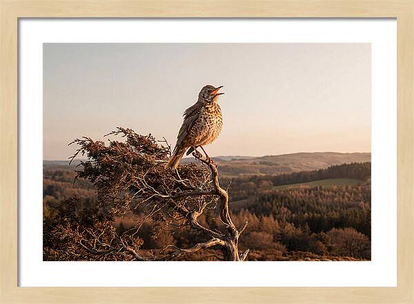 Mistle Thrush Singing At Dusk