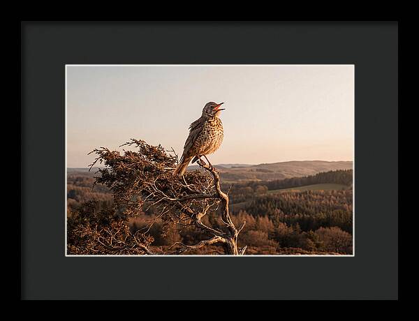 Mistle Thrush Singing At Dusk
