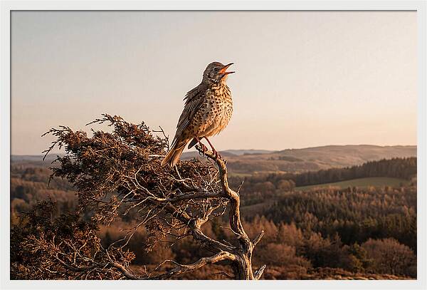 Mistle Thrush Singing At Dusk