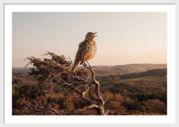 Mistle Thrush Singing At Dusk