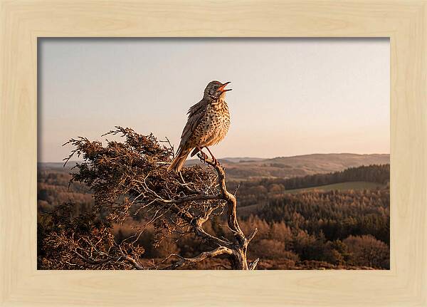 Mistle Thrush Singing At Dusk