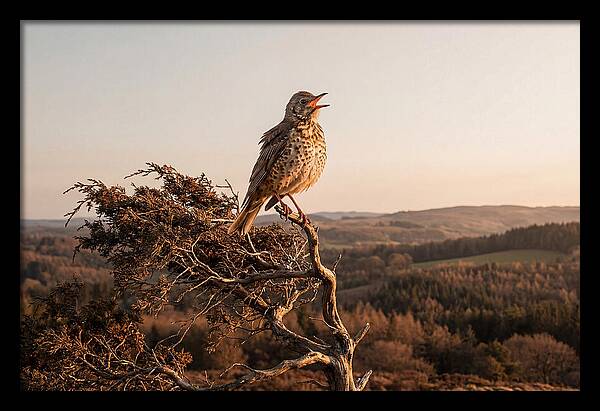 Mistle Thrush Singing At Dusk