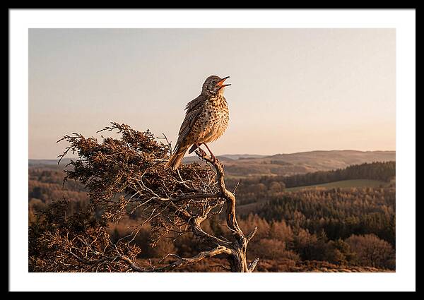 Mistle Thrush Singing At Dusk