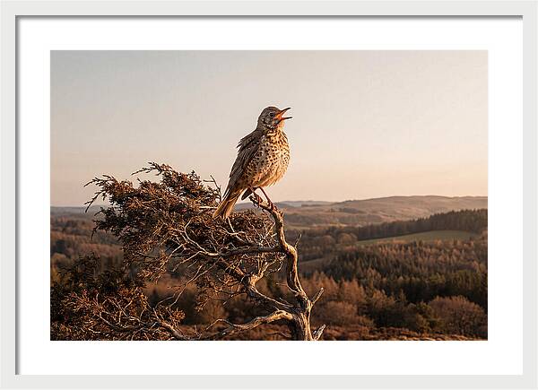 Mistle Thrush Singing At Dusk