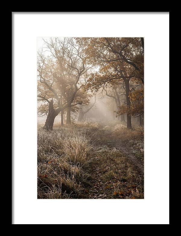 Misty Autumn Serenity