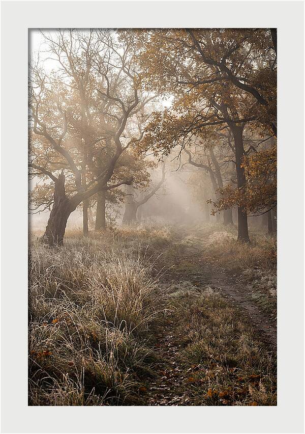 Misty Autumn Serenity
