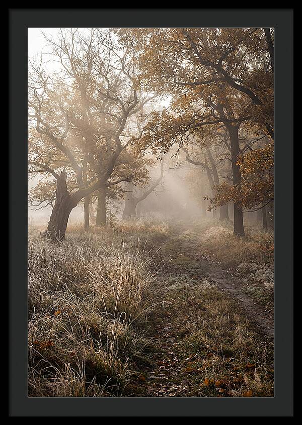 Misty Autumn Serenity