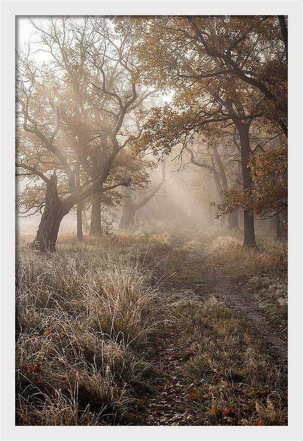 Misty Autumn Serenity