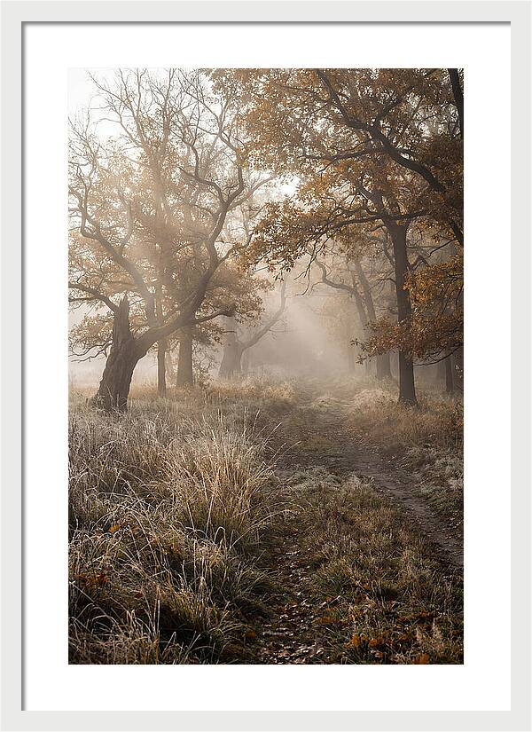 Misty Autumn Serenity