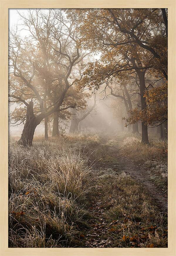 Misty Autumn Serenity