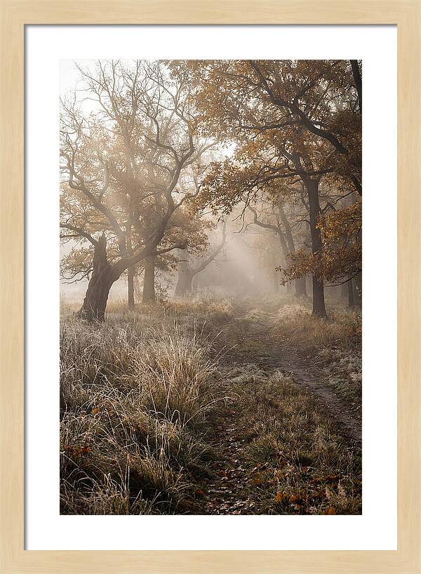 Misty Autumn Serenity
