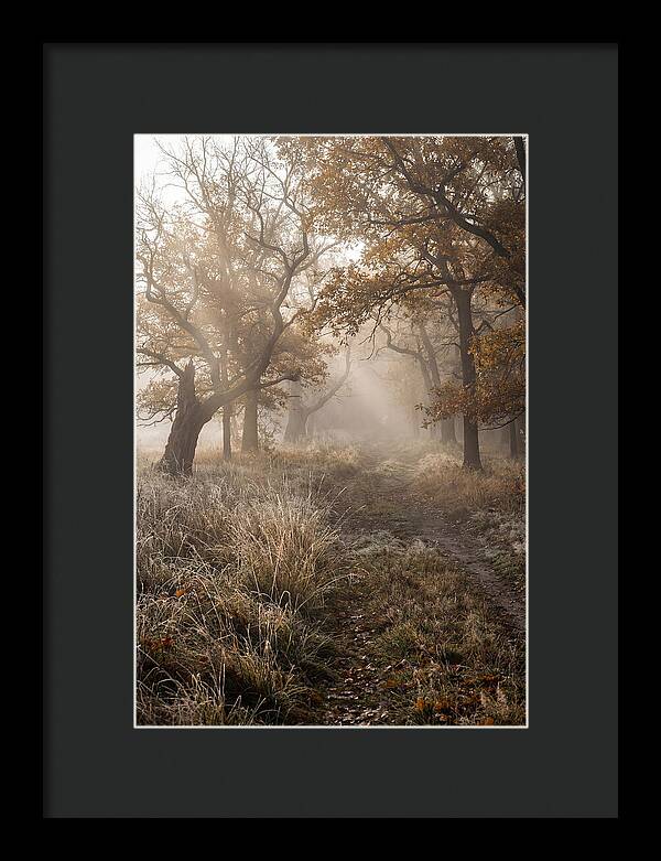 Misty Autumn Serenity