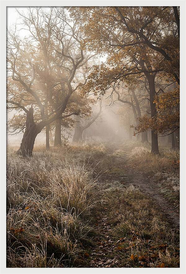 Misty Autumn Serenity