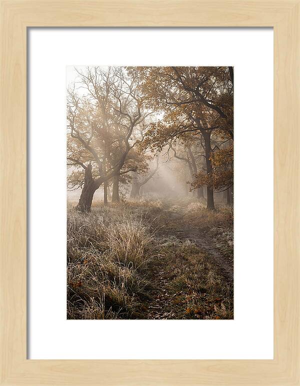 Misty Autumn Serenity