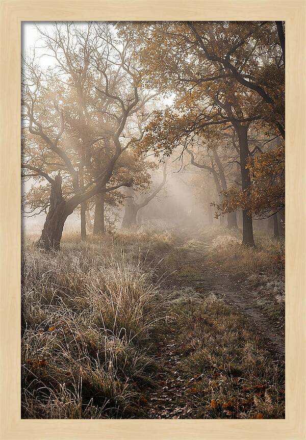 Misty Autumn Serenity