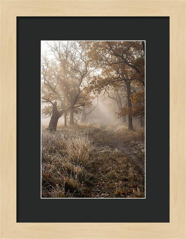 Misty Autumn Serenity
