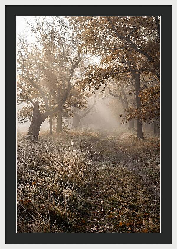 Misty Autumn Serenity